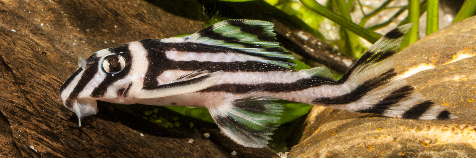 Hypancistrus zebra L 46