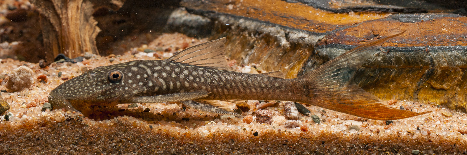 Lasiancistrus heteranticus
