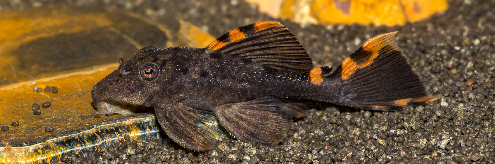 Leporacanthicus triactis L 91