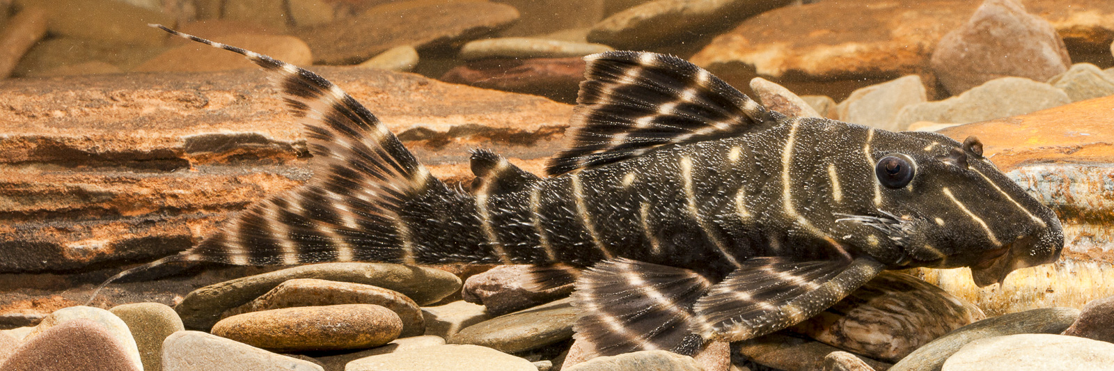 Panaqolus albivermis L 204