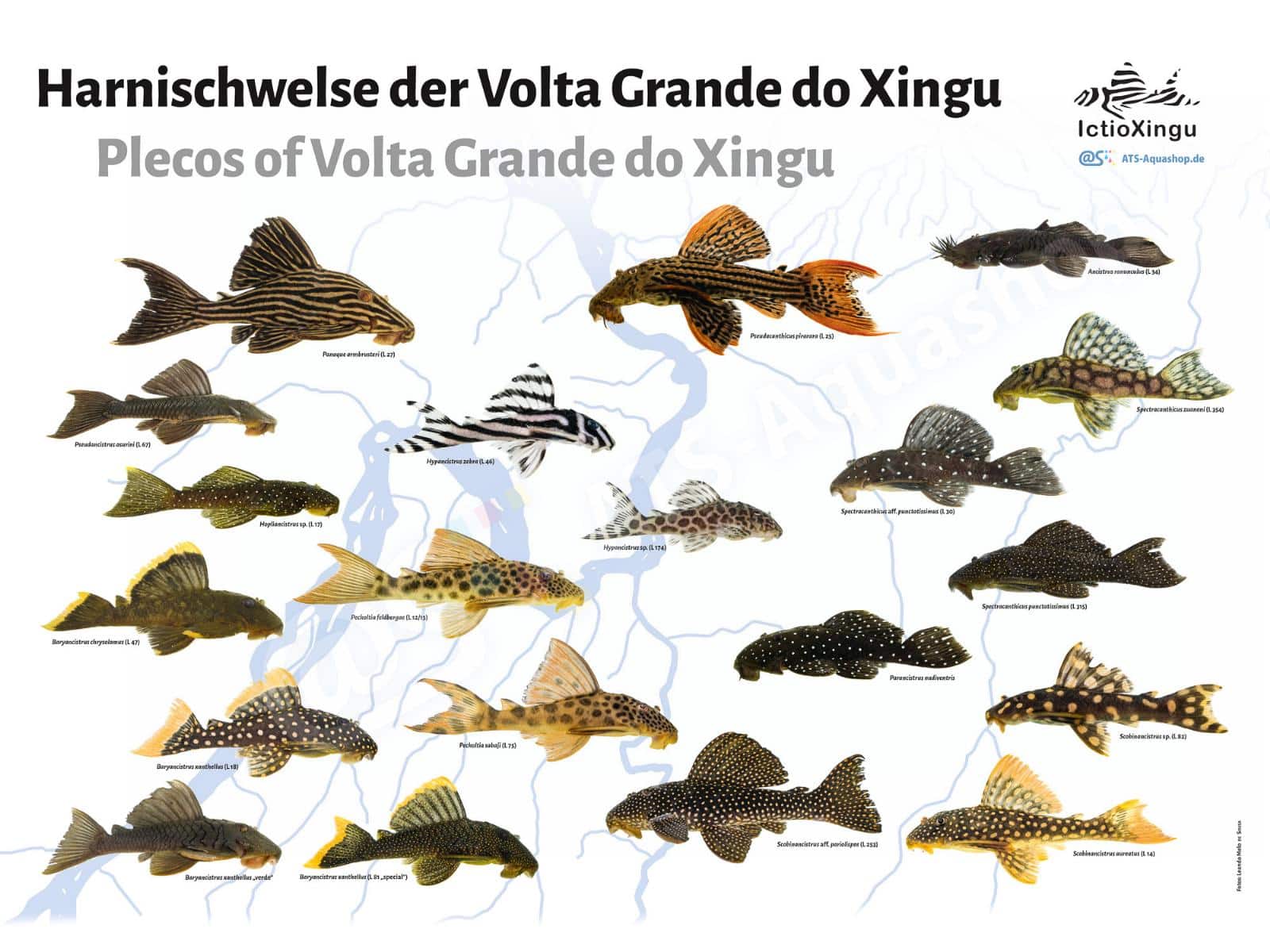 harnischwelse_der_volta_grande_do_xingu-2.jpg