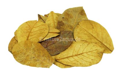 Indian almond leaves medium for aquarium