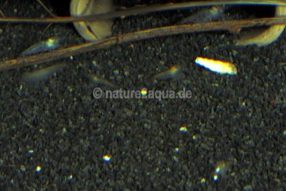 Granoflour® Aquariensand schwarz – Bild 3