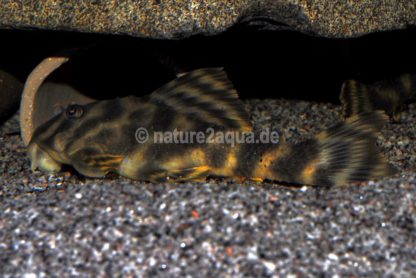 Granoflour® aquarium sand grey - Image 5