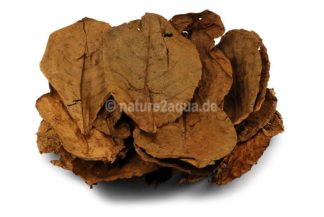 Indian almond leaves