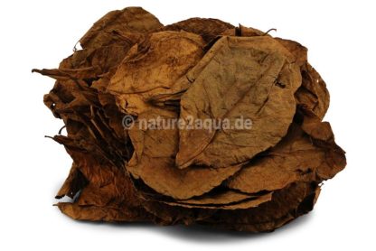 Indian almond leaves nano for aquarium
