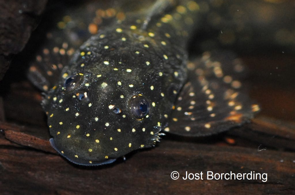 Ancistrus sp. Paruzito_Juvenil_3