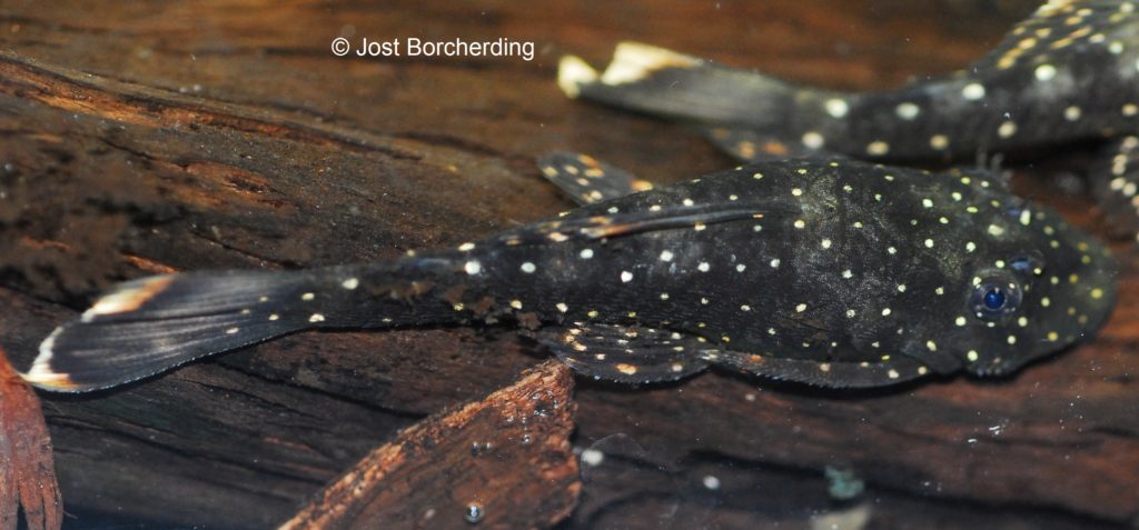 Ancistrus sp. Paruzito_Juvenil_4