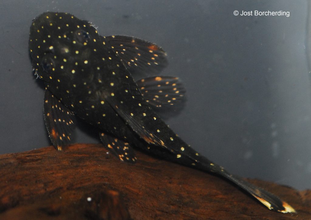 Ancistrus sp. Paruzito_Juvenil_5