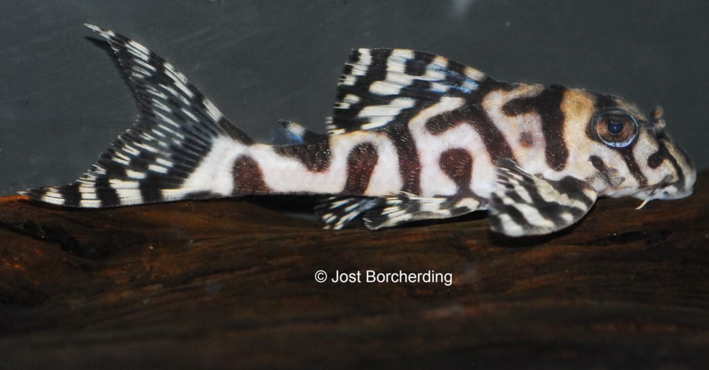 Hypancistrus sp L236