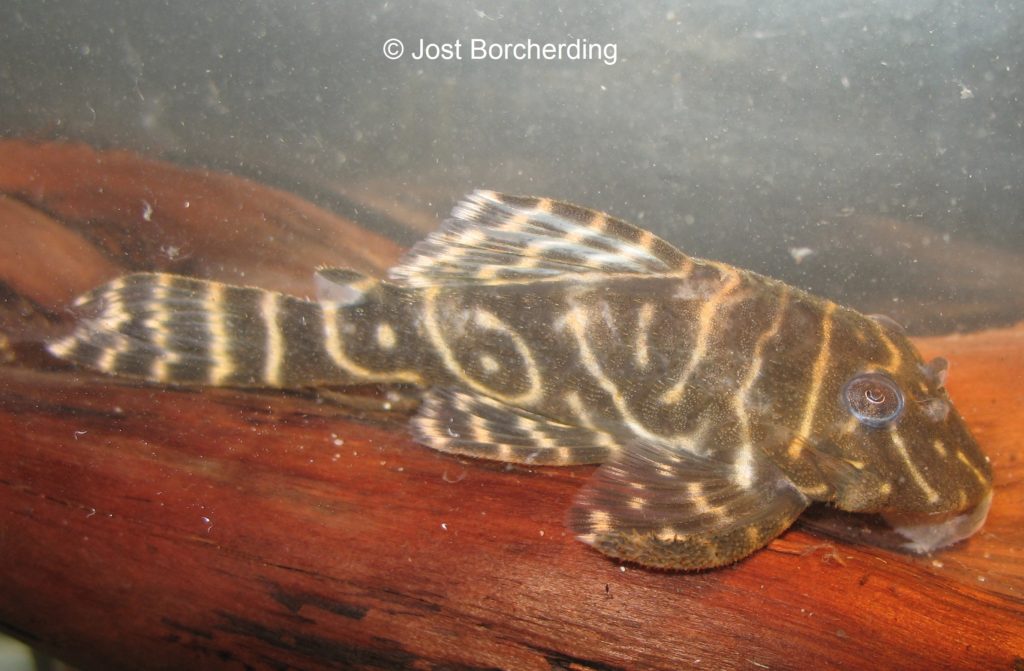 Hypancistrus L129