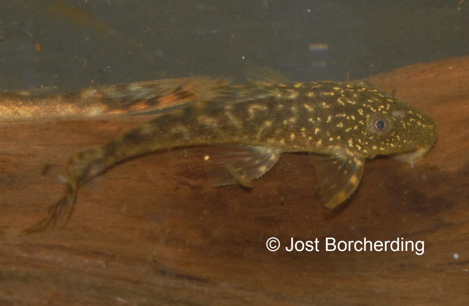 Lasiancistrus tentaculatus L92 juvenil_3