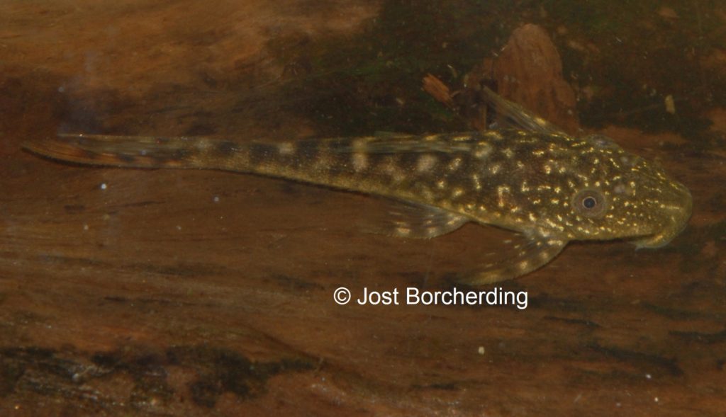 Lasiancistrus tentaculatus L92 juvenil_5