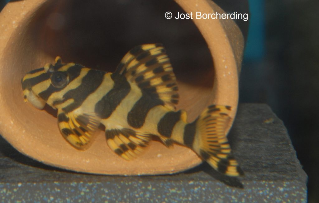 Peckoltia compta L134_4