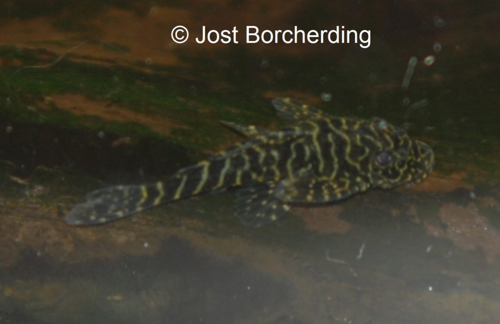 Pseudolithoxus tigris Juvenile_5