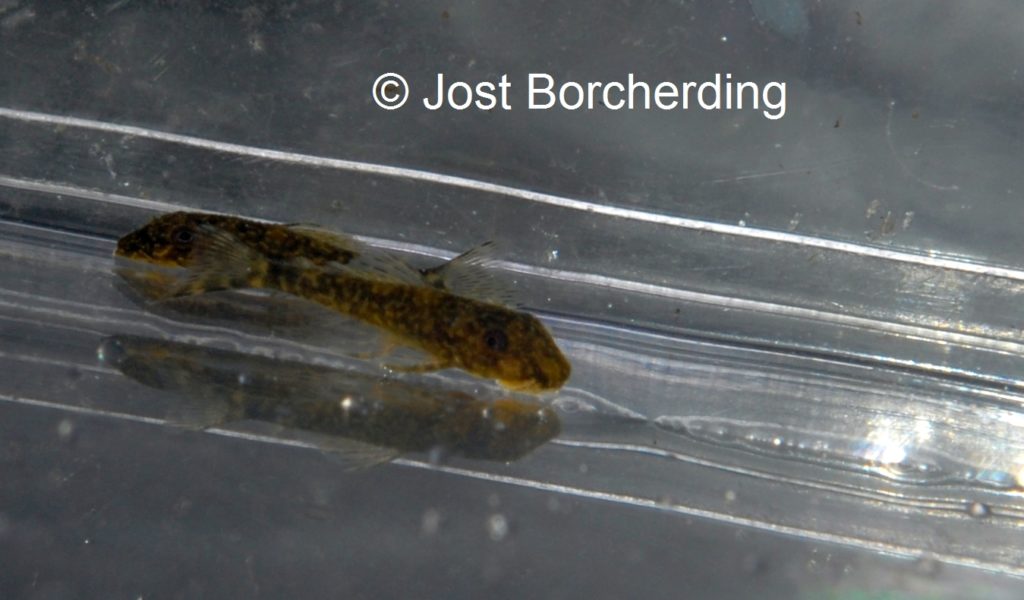 Pseudolithoxus tigris Juvenile_6