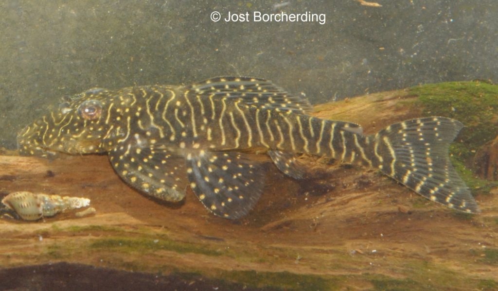 Pseudolithoxus tigris Weibchen