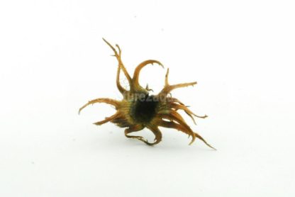 Turkish Hazel husk medium - Image 3