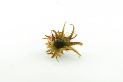 Turkish Hazel husk small
