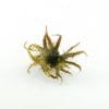 Hexennuss klein für Aquarium – Bild 2