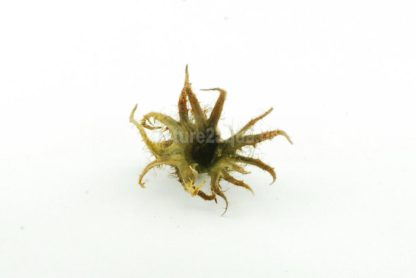 Turkish Hazel husk small - Image 2