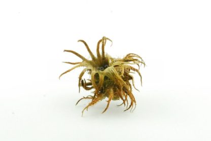 Turkish Hazel husk medium - Image 4