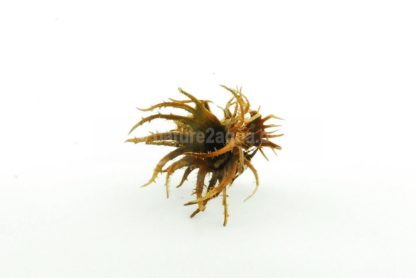 Turkish Hazel husk medium - Image 2