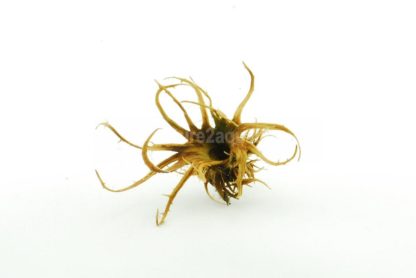 Turkish Hazel husk medium