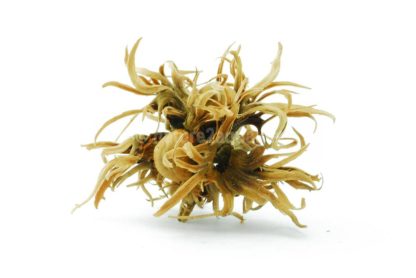 Turkish Hazel husk big