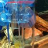 Gelege L309 im Ziss Egg Tumbler