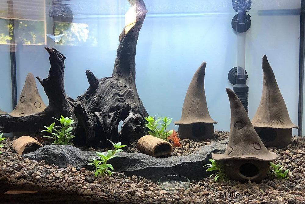 Aquarium Tonhöhlen
