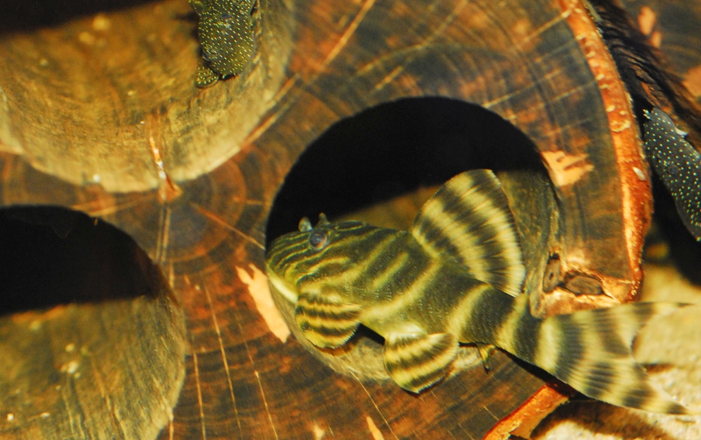 Barben Aquarium Zucht