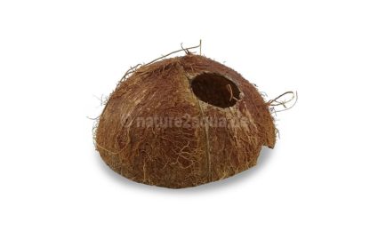 Kokosnusshalbschale Kokosnuss-Iglu große Öffnung