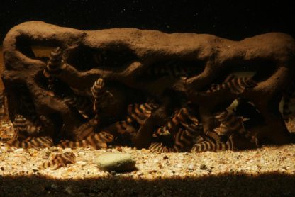 Löcherfelsen Lochfelsen Jungfischfelsen im Aquarium mit L-Welsen