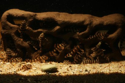 Löcherfelsen Jungfischfelsen im Aquarium mit L-Welsen
