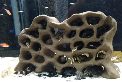 Löcherfelsen Jungfischfelsen im Aquarium mit L-Welsen