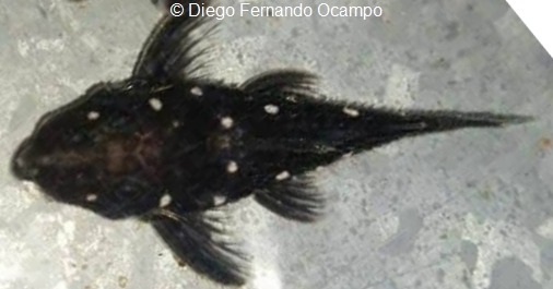 Micracanthicus vandragti L280 C Diego Fernando Ocampo