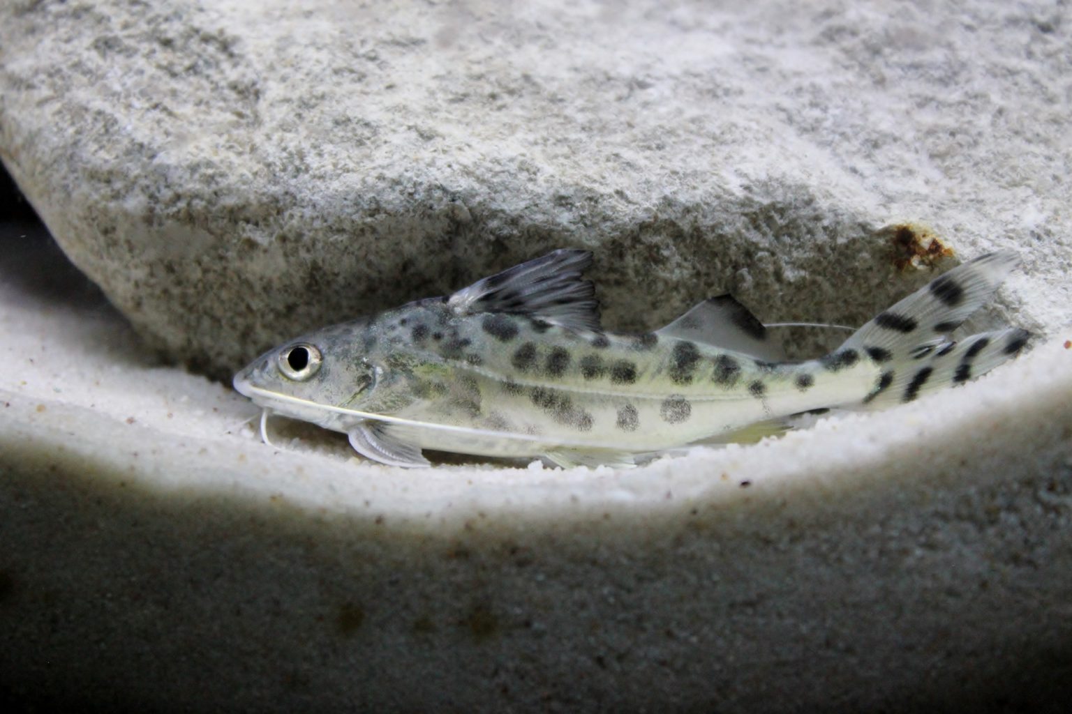 Wissenswertes über Welse eine kleine Einsteigerfibel • nature2aqua