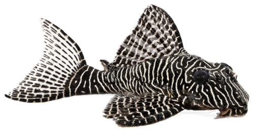 Queen Pleco Catfish L-260 Queen Arabesque Hypostomus sp Plecostomus