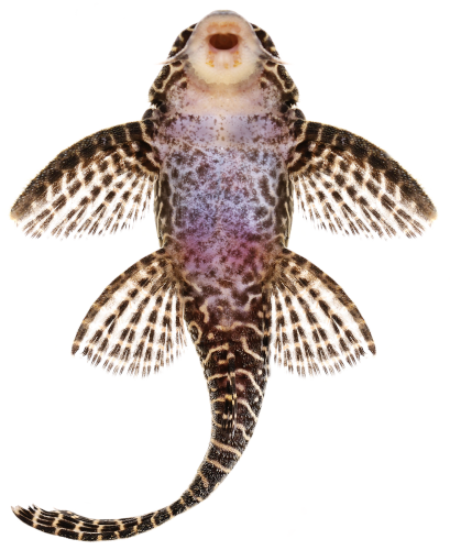 Queen Pleco Catfish L-260 Queen Arabesque Hypostomus sp Plecostomus senkrecht