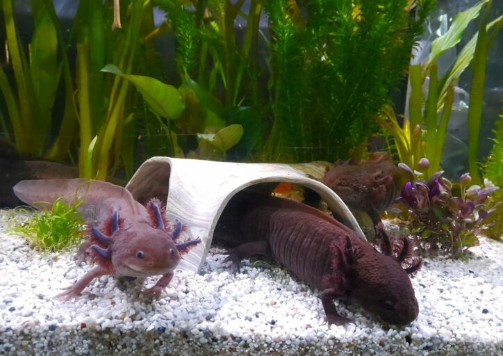 Axolotl Höhle Y-Tunnel mit Axolotl im Aquarium