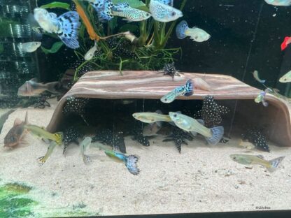 Corydoras-Unterstand supernova Zoobox