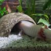 Iglu-Höhle Aquarium