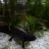 Iglu-Höhle Aquarium
