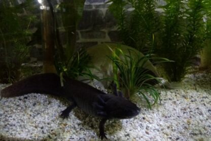 AquaKeramik Iglu-Höhle aus Ton Axolotl Höhle 18 cm Ø Toreingang – Bild 10
