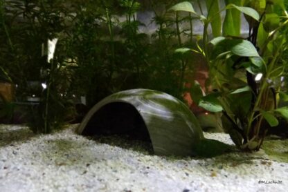 AquaKeramik Iglu-Höhle aus Ton Axolotl Höhle 18 cm Ø Toreingang – Bild 2