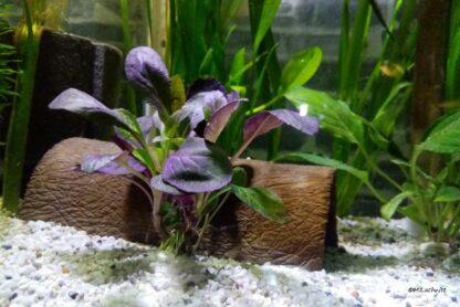 Rindentunnel für Axolotl Foto Lachnitt