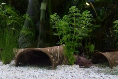 AquaKeramik Tunnel aus Ton in T-Form mit 3 Ausgängen Axolotl Höhle – Bild 22