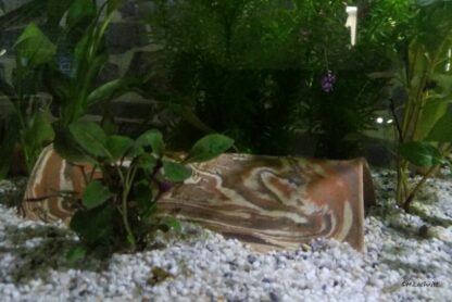 AquaKeramik mittelgroßer Tunnel aus Ton Axolotl Höhle 23-25 cm – Bild 7