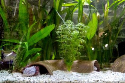 axolotl in axolotl höhle Tunnelbogen